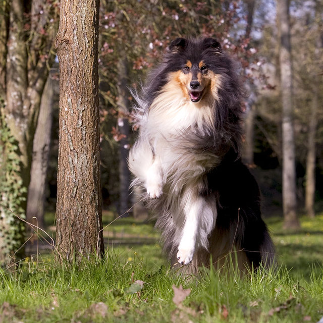 rencontre beagle alsace