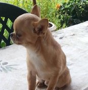 Elevage de Chihuahua à Martigues
