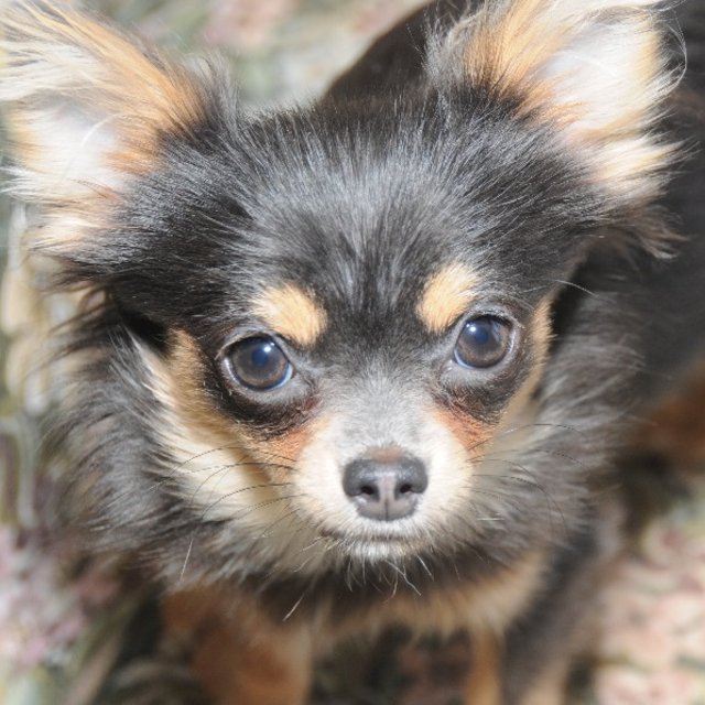 Elevage de Chihuahua à Leintrey