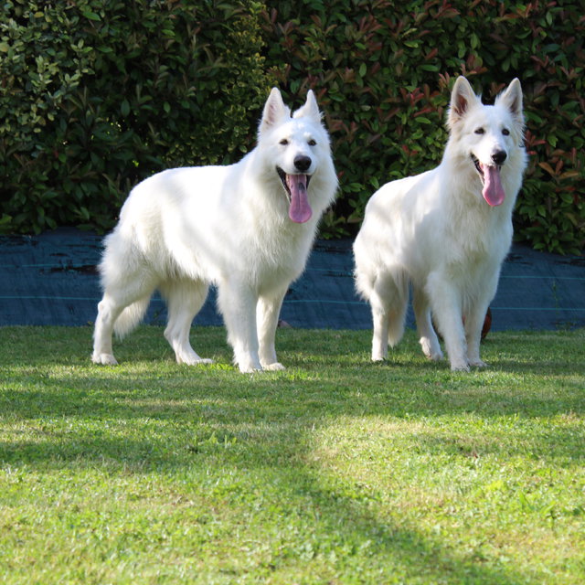 Elevage De Berger Blanc Suisse à Mézières Sur Seine